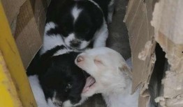 狗崽爆料视频大全最新版,最新版揭秘娱乐圈幕后真相